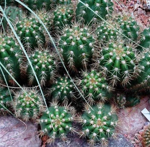 Trichocereus_candicans
